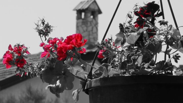 DSC00184-Small
