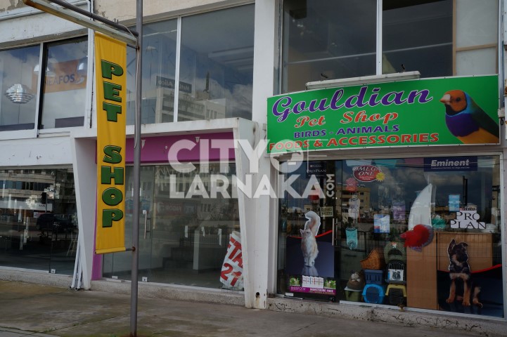 Gouldian-pet-shop
